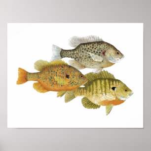 Affiche d'art de Sunfish
