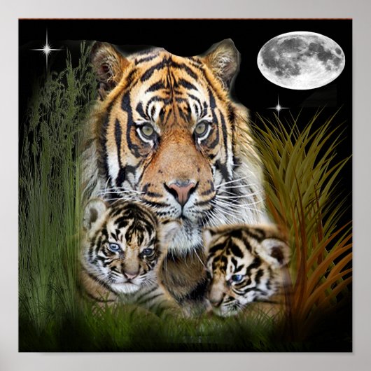 Affiche d'art de tigre (Devant)