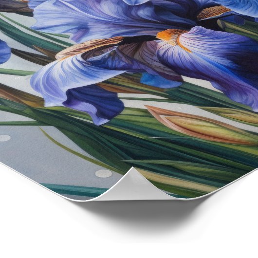 Affiche d'art d'impression de fleurs d'Iris bleus (Coin)