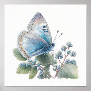 Affiche d'art du papillon bleu azur
