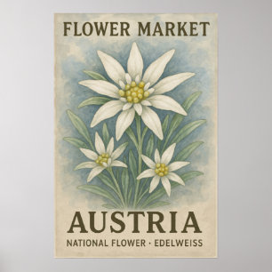 Affiche d'art Edelweiss d'Autriche Fleur nationale
