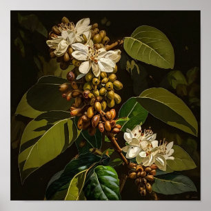 Affiche d'art Fleurs de café blanches