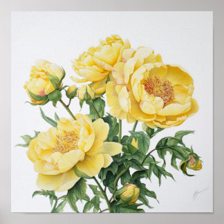Affiche d'art floral de pivoines jaunes