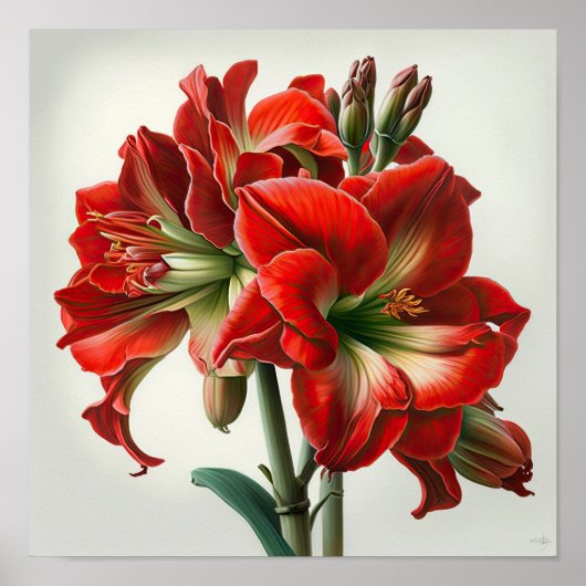 Affiche d'art imprimé de fleur d'amaryllis rouge (Devant)