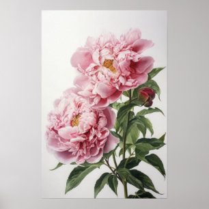 Affiche d'art imprimé de pivoines roses