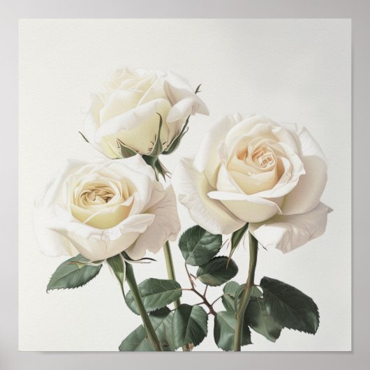 Affiche d'art imprimé de roses blanches (Devant)