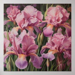 Affiche d'art imprimé Fleurs d'Iris Roses