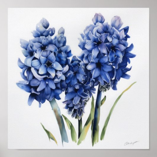 Affiche d'art imprimée de fleur de jacinthe bleue (Devant)