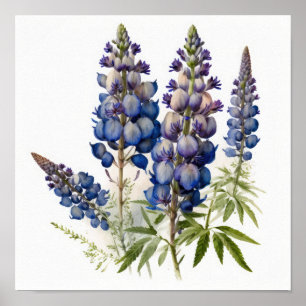 Affiche d'art imprimée de fleur de lupin bleu
