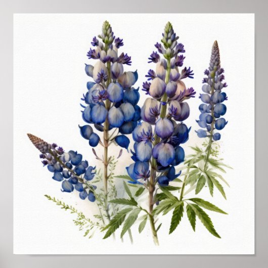 Affiche d'art imprimée de fleur de lupin bleu (Devant)