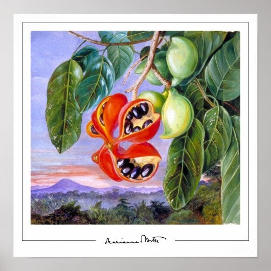 Affiche d'art Marianne North Zedign #9 (Devant)