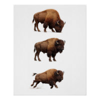 Affiche d'art mural de la faune de bison