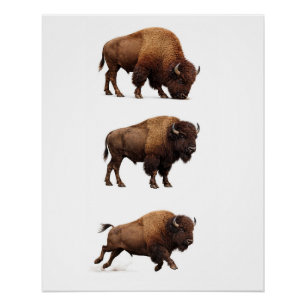 Affiche d'art mural de la faune de bison