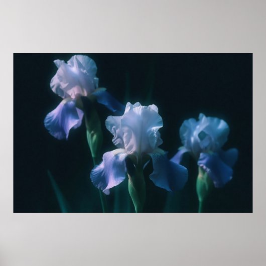 Affiche d'art mural floral Iris Bleu (Devant)