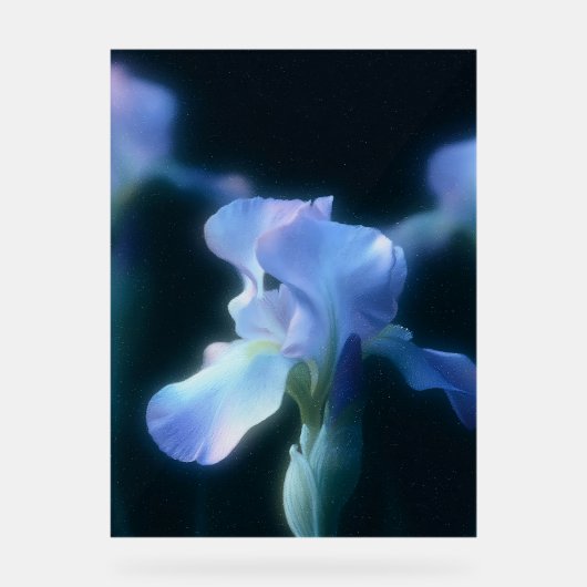 Affiche d'art mural floral Iris Bleu Rêveur (Recto)