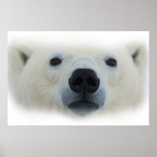 Affiche d'art unique de ours polaire chic