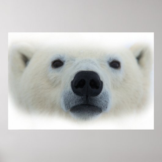 Affiche d'art unique de ours polaire chic (Devant)