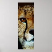 AFFICHE D'Art Vertical CHEETAH FACE (Devant)