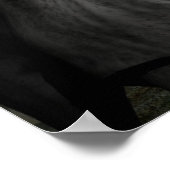 affiche d'attaque de loup (Coin)