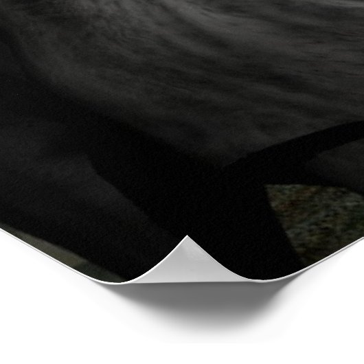 affiche d'attaque de loup (Coin)