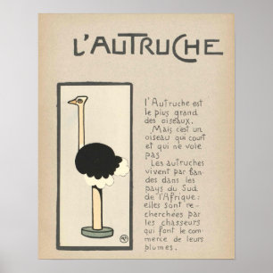 Affiche d'autruche