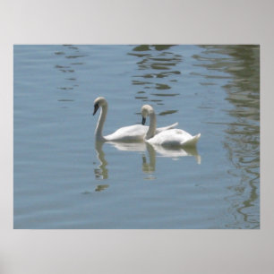 Affiche de 2 cygnes