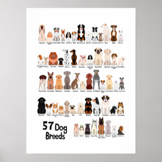 affiche de 57 races de chiens