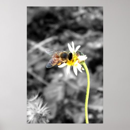 Affiche de abeille pollinisatrice (Devant)