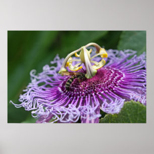 Affiche de alimentation de nature de frelon