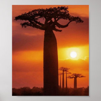 affiche de baobab