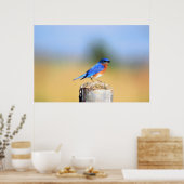 Affiche de Barn Swallow (Cuisine)