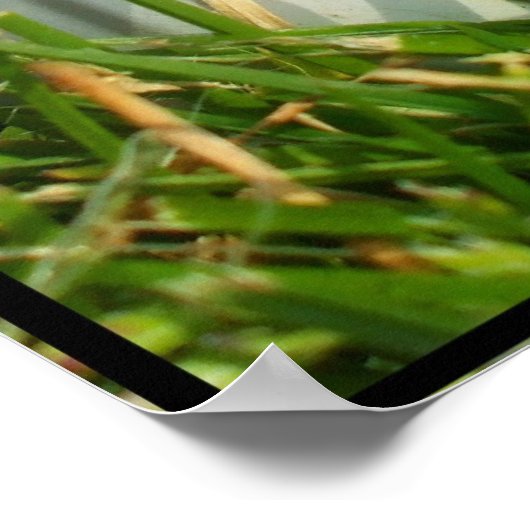 Affiche de baseball (Coin)