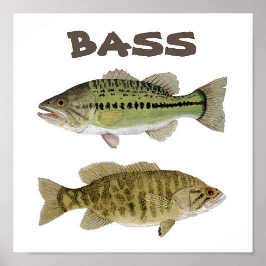 Affiche de Bass Art (Devant)