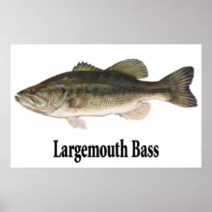 Affiche de basse de large ouverture