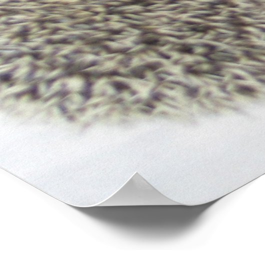 Affiche de beauté (Coin)