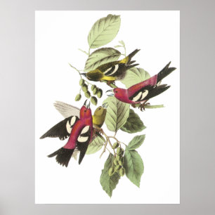 Affiche de bec croisé d'Audubon