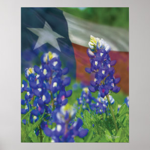 Affiche de bluebonnets de drapeau du Texas