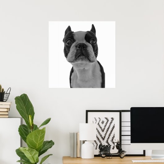 Affiche de Boston Terrier (Bureau à domicile)