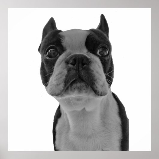 Affiche de Boston Terrier (Devant)