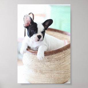 Affiche de bouledogue français