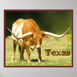 Affiche de bovins Longhorn Texas