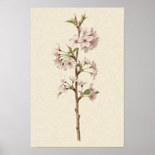 Affiche de branche de fleurs de cerisier rose pâle