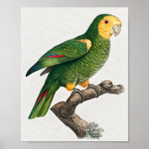 Affiche de branche tropicale de perroquet vert