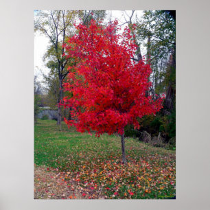 Affiche de Bush brûlant