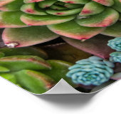 Affiche de cactus succulents (Coin)