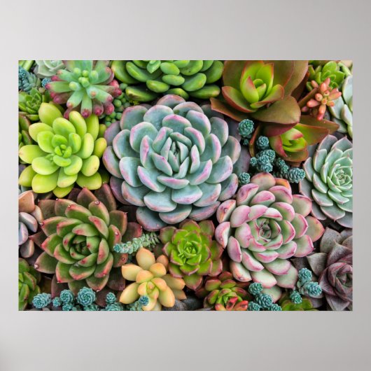 Affiche de cactus succulents (Devant)