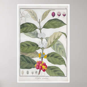 Affiche de café Impression botanique Arabica Art C