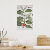 Affiche de café Impression botanique Arabica Art C (Cuisine)