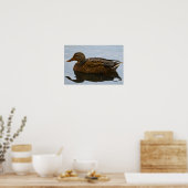 Affiche de canard colvert (Cuisine)