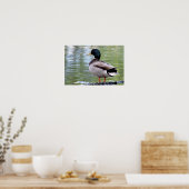 Affiche de canard colvert (Cuisine)